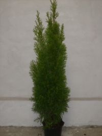 THUJA SMARAGD - TUIA SMARALD 